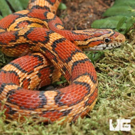 Hendry County Het Anery Cornsnake (Pantherophis guttatus) for sale