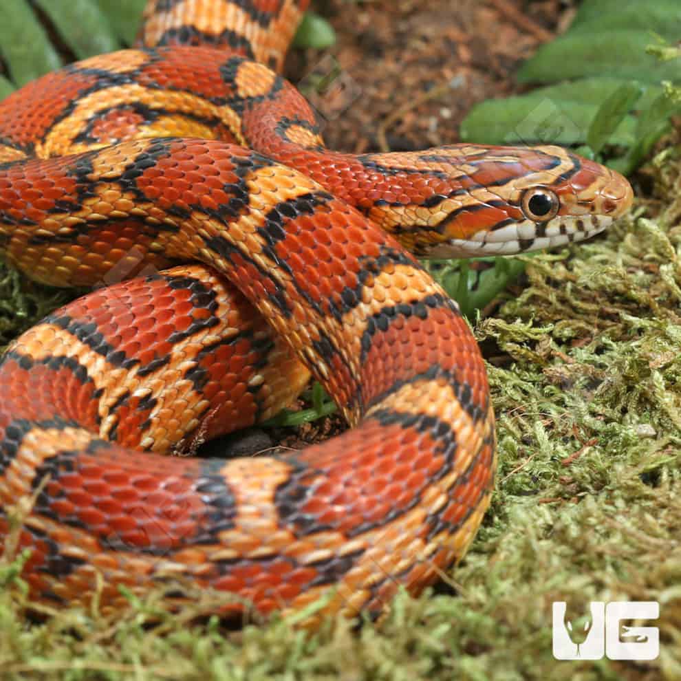 Hendry County Het Anery Cornsnake (Pantherophis guttatus) For Sale ...