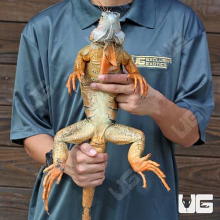 4-5 Foot Iguanas (Iguana iguana) For Sale - Underground Reptiles