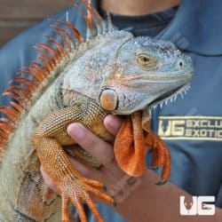 4-5 Foot Iguanas (Iguana iguana) For Sale - Underground Reptiles