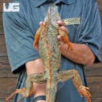 4-5 Foot Iguanas (Iguana iguana) For Sale - Underground Reptiles