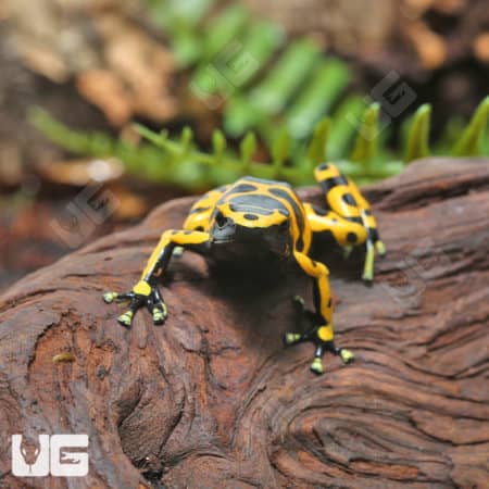 Adult Bumblebee Dart Frogs (Dendrobates leucomelas) for sale