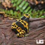 Adult Bumblebee Dart Frogs (Dendrobates leucomelas) for sale