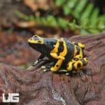Adult Bumblebee Dart Frogs (Dendrobates leucomelas) for sale