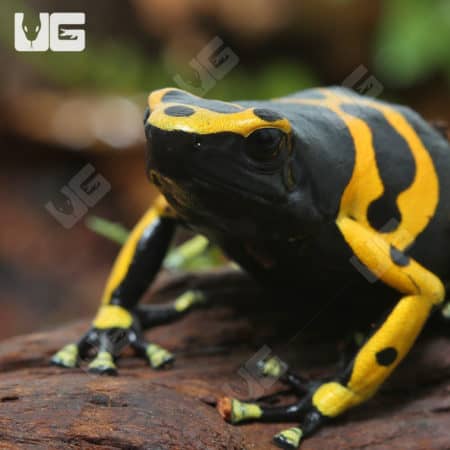Adult Bumblebee Dart Frogs (Dendrobates leucomelas) for sale