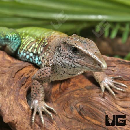 Green Amievas (Ameiva ameiva) for sale