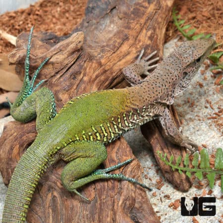 Green Amievas (Ameiva ameiva) for sale