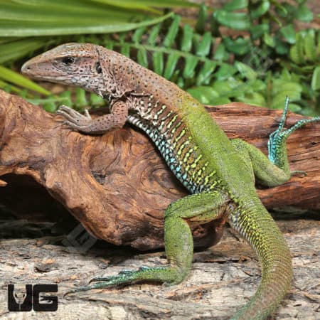 Green Amievas (Ameiva ameiva) for sale