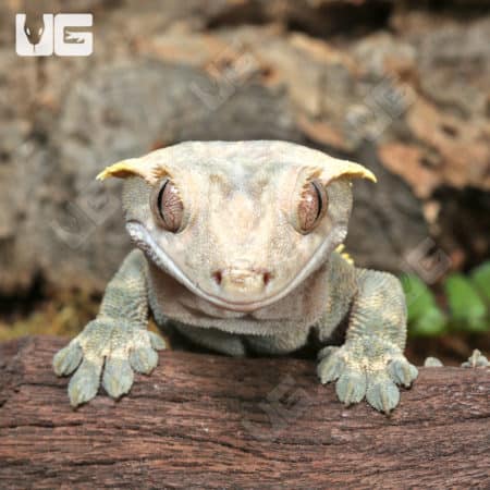 Adult Harlequin Tailless Crested Gecko (Correlophus ciliatus) For Sale - Underground Reptiles