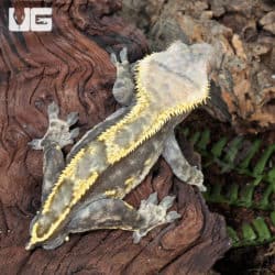 Adult Harlequin Tailless Crested Gecko (Correlophus ciliatus) For Sale - Underground Reptiles