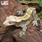 Adult Harlequin Tailless Crested Gecko (Correlophus ciliatus) For Sale - Underground Reptiles