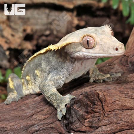 Adult Harlequin Tailless Crested Gecko (Correlophus ciliatus) For Sale - Underground Reptiles