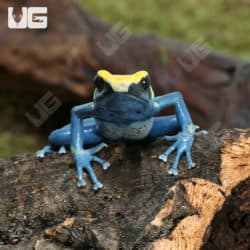Adult Patricia Tinctorius Dart Frogs (Dendrobates tinctorius) For Sale - Underground Reptiles
