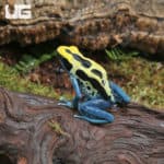 Adult Patricia Tinctorius Dart Frogs (Dendrobates tinctorius) For Sale - Underground Reptiles