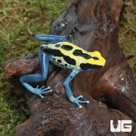 Adult Patricia Tinctorius Dart Frogs (Dendrobates tinctorius) For Sale - Underground Reptiles