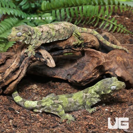 Baby Pine Island Chahoua Geckos (Rhacodactylus chahoua) For Sale - Underground Reptiles