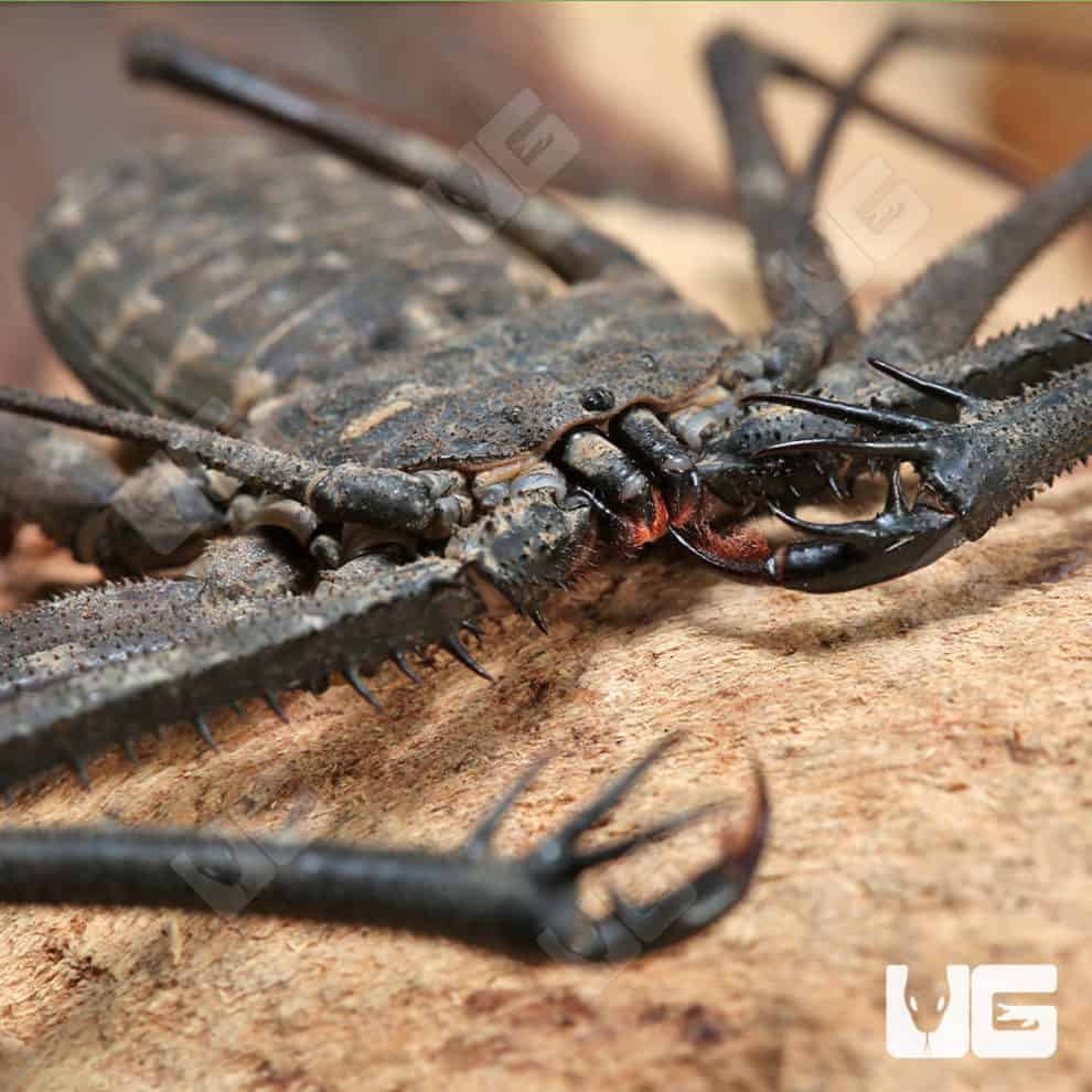Tailless Whip Scorpions For Sale Underground Reptiles