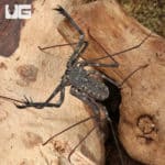 Tailless Whip Scorpions (Damon variegatus) For Sale - Underground Reptiles