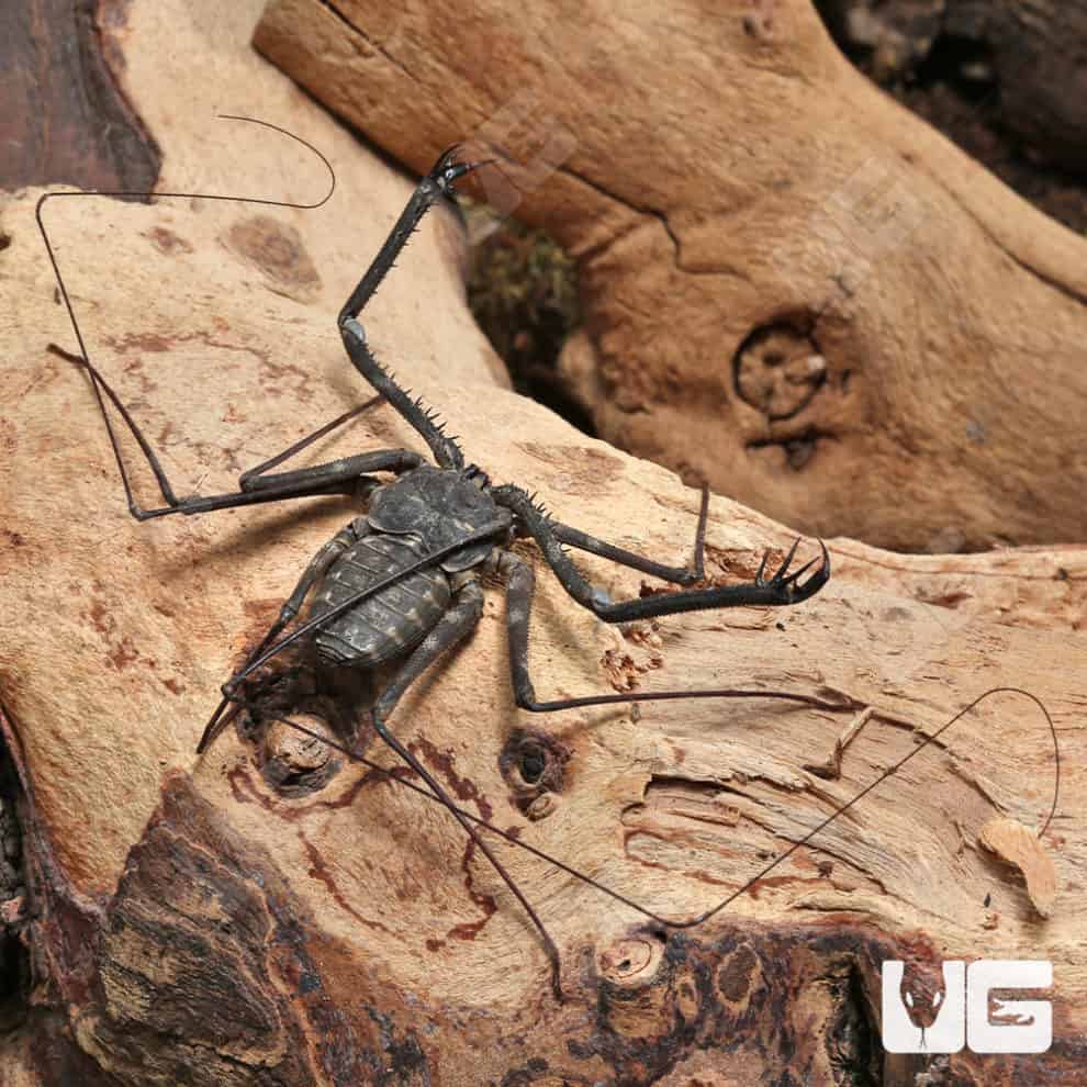 Tailless Whip Scorpions For Sale Underground Reptiles