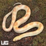 Albino Puff Faced Water Snake Pair (Homalopsis buccata) For Sale - Underground Reptiles
