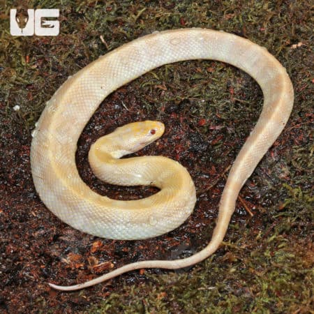 Albino Puff Faced Water Snake Pair (Homalopsis buccata) For Sale - Underground Reptiles