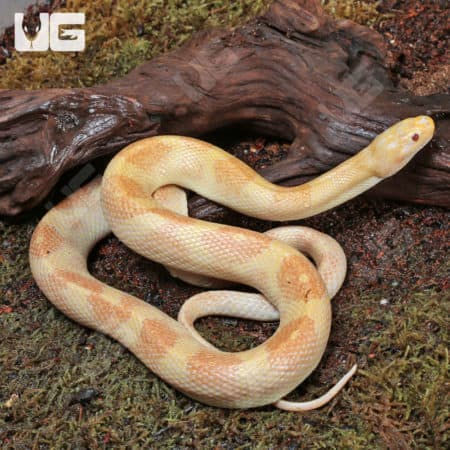 Albino Puff Faced Water Snake Pair (Homalopsis buccata) For Sale - Underground Reptiles