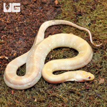 Albino Puff Faced Water Snake Pair (Homalopsis buccata) For Sale - Underground Reptiles