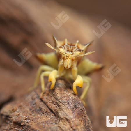 Jagged Ambush Bug (Phymata sp) For Sale - Underground Reptiles