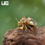 Jagged Ambush Bug (Phymata sp) For Sale - Underground Reptiles