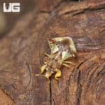 Jagged Ambush Bug (Phymata sp) For Sale - Underground Reptiles