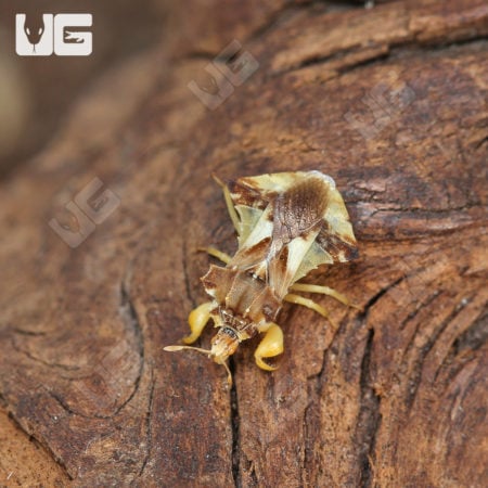 Jagged Ambush Bug (Phymata sp) For Sale - Underground Reptiles