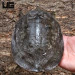 Asiatic Softshell (amyda cartilaginea) for sale - Underground Reptiles