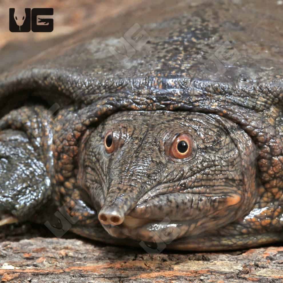 Asiatic Softshell Turtles for sale - Underground Reptiles