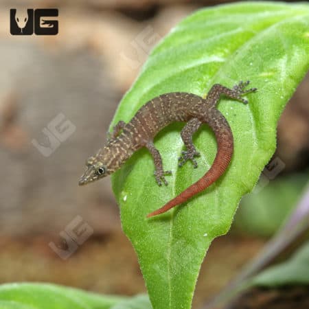 Ashy Geckos (Sphaerodactylus elegans) For Sale - Underground Reptiles