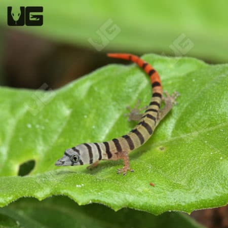 Ashy Geckos (Sphaerodactylus elegans) For Sale - Underground Reptiles