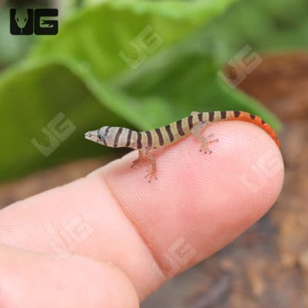 Ashy Geckos (Sphaerodactylus elegans) For Sale - Underground Reptiles