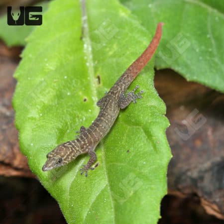 Ashy Geckos (Sphaerodactylus elegans) For Sale - Underground Reptiles