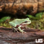 Baby Australian Dumpy Tree Frog (Litoria caerulea) for sale - Underground Reptiles
