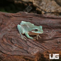 baby australian blue dumpy tree frog (Litoria caerulea) for sale