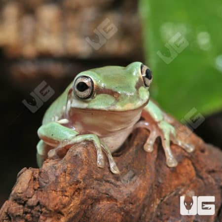 Baby Australian Dumpy Tree Frog (Litoria caerulea) for sale - Underground Reptiles