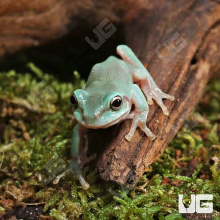 baby australian blue dumpy tree frog (Litoria caerulea) for sale