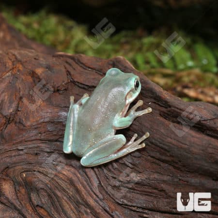baby australian blue dumpy tree frog (Litoria caerulea) for sale