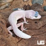 Baby Blizzard Leopard Geckos (Eublepharis macularius) For Sale - Underground Reptiles