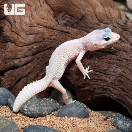 Baby Blizzard Leopard Geckos (Eublepharis macularius) For Sale - Underground Reptiles