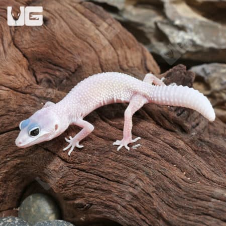 Baby Blizzard Leopard Geckos (Eublepharis macularius) For Sale - Underground Reptiles