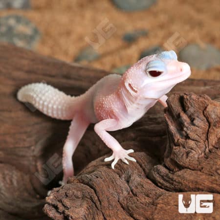 Baby Diablo Blanco Leopard Geckos (Eublepharis macularius) For Sale - Underground Reptiles