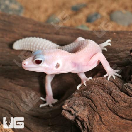 Baby Diablo Blanco Leopard Geckos (Eublepharis macularius) For Sale - Underground Reptiles
