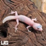 Baby Diablo Blanco Leopard Geckos (Eublepharis macularius) For Sale - Underground Reptiles