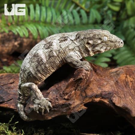 Baby Leachianus Geckos (Rhacodactylus leachianus) For Sale - Underground Reptiles