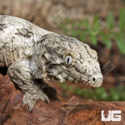 Baby Leachianus Geckos (Rhacodactylus leachianus) For Sale - Underground Reptiles